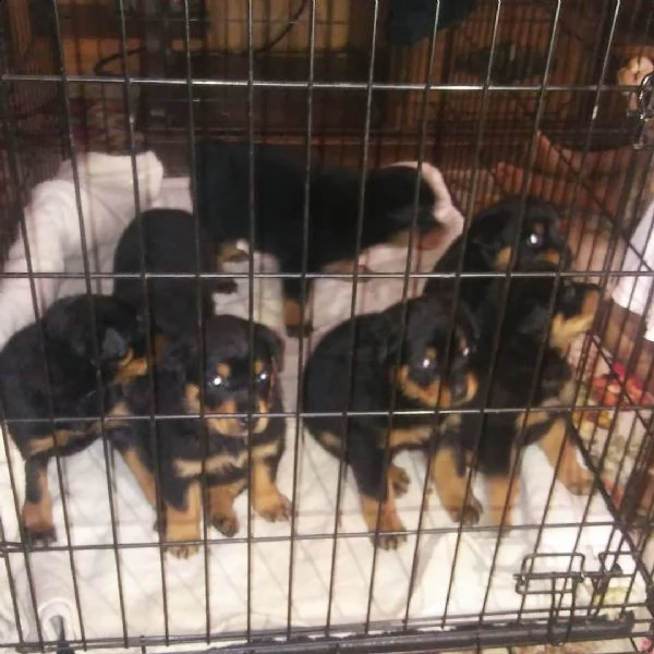 cuccioli di rottweiller di razza inestimabile pronti per il regalo