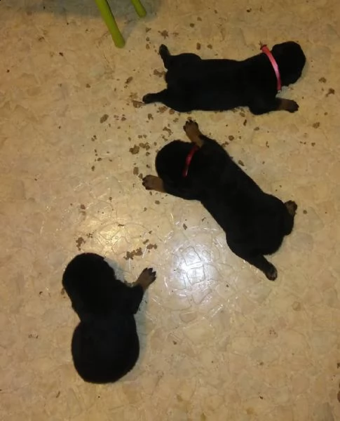 cuccioli di rottweiller di razza inestimabile pronti per il regalo | Foto 0