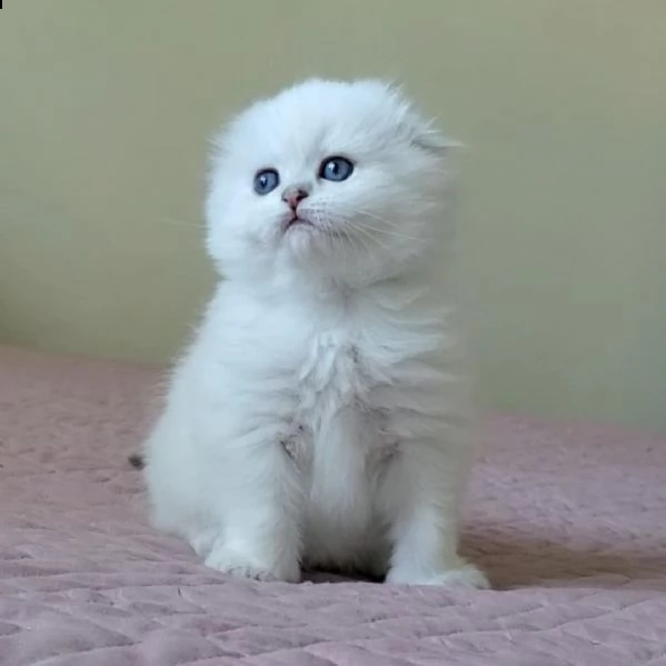   dolci e stupendi gattini scottish fold | Foto 0