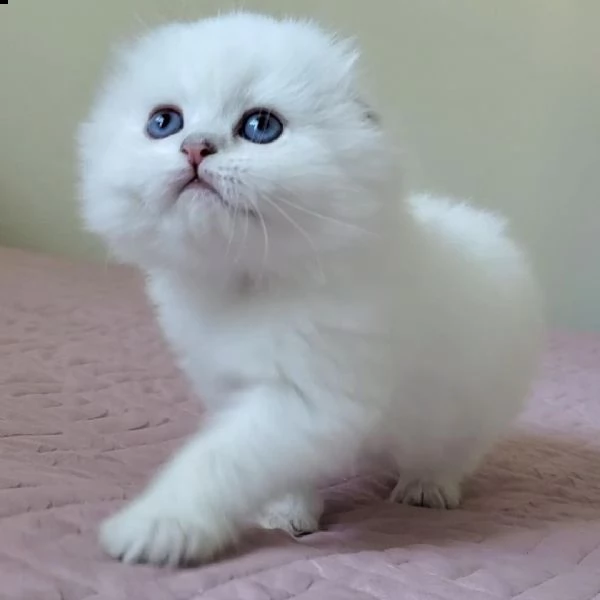   dolci e stupendi gattini scottish fold