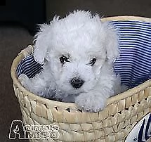 cuccioletto di bichon mini toy