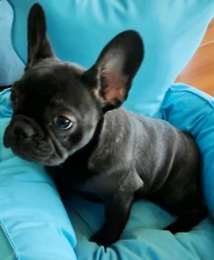 bellissimi bulldog francese color nero e bianco