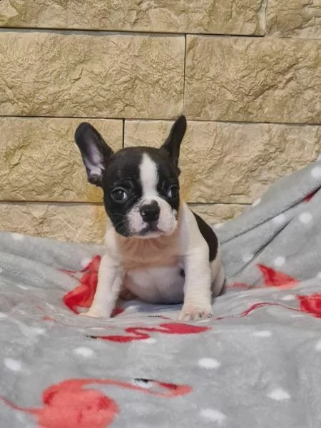 bulldog francesi