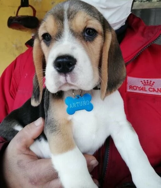 cuccioli beagle con pedigree enci-fci