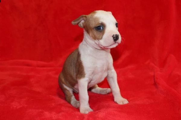 disponibili cuccioli maschi e femmine di staffordshire terrier