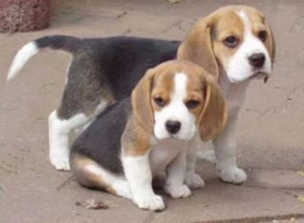 vendita beagle cuccioli splendidi con pedigree