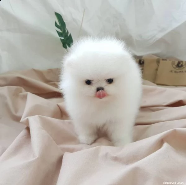 regalo bellissimi piccola pomerania nano femmina e maschio
