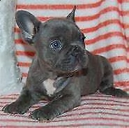 cuccioletto di bulldogue francese 