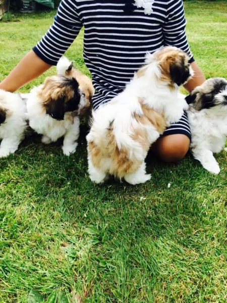 vendita cuccioli di shih tzu con pedigree enci
