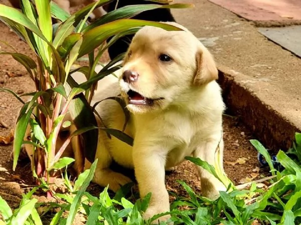 bellissimi cuccioli di chihuahua da reinserire in casa