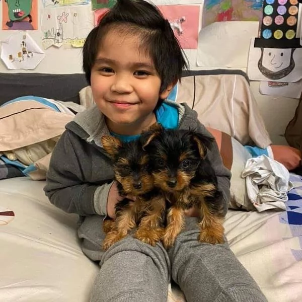 adorabili cuccioli di yorkshire terrier maschio e femmina