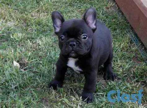 cuccioletto di bulldog francese mini toy