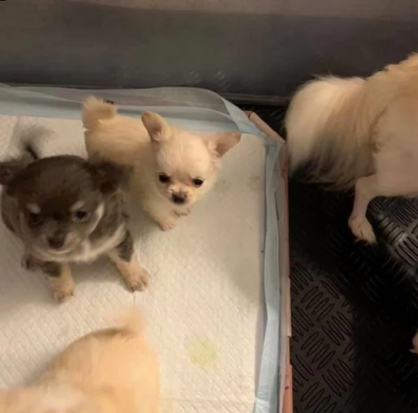chihuahua minuscoli toy | Foto 0