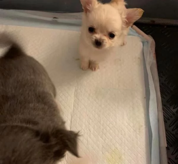 chihuahua minuscoli toy