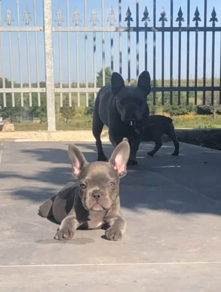 bulldog francese | Foto 0