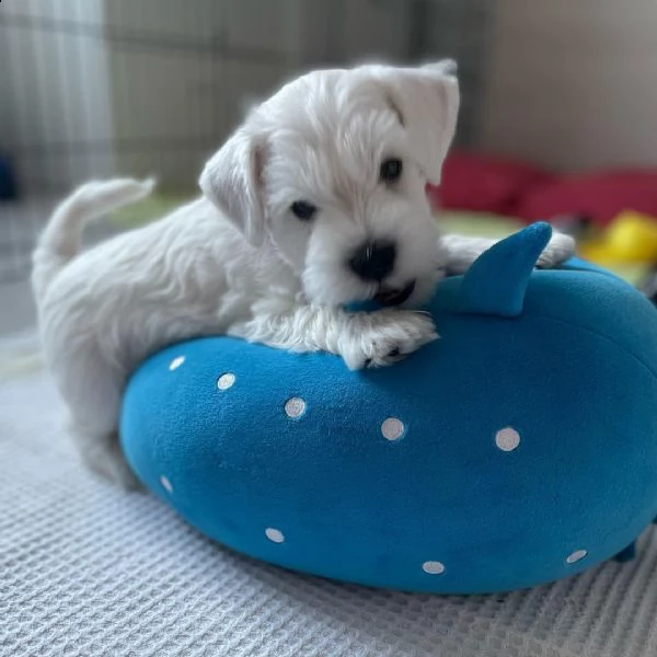 bellissimo cucciolo di schnauzer regalo disponibile, 