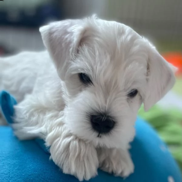 bellissimo cucciolo di schnauzer regalo disponibile,  | Foto 0