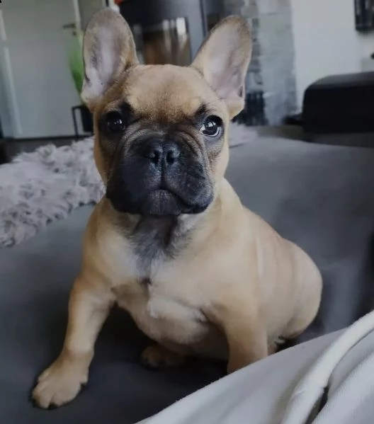 regalo bouledogue francese | Foto 0