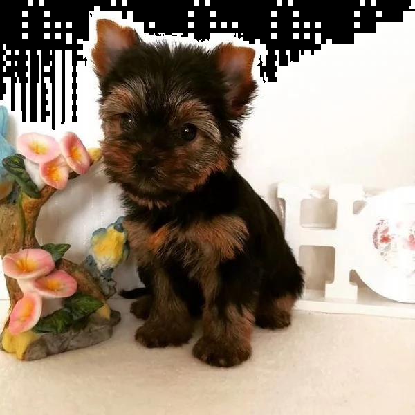 cuccioli di yorkshire terrier