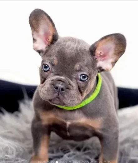 adozione cuccioli bouledogue francesi | Foto 2