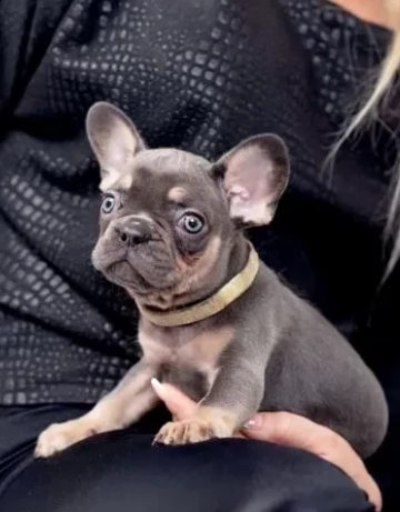 adozione cuccioli bouledogue francesi | Foto 1