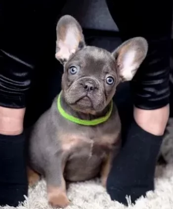 adozione cuccioli bouledogue francesi | Foto 0