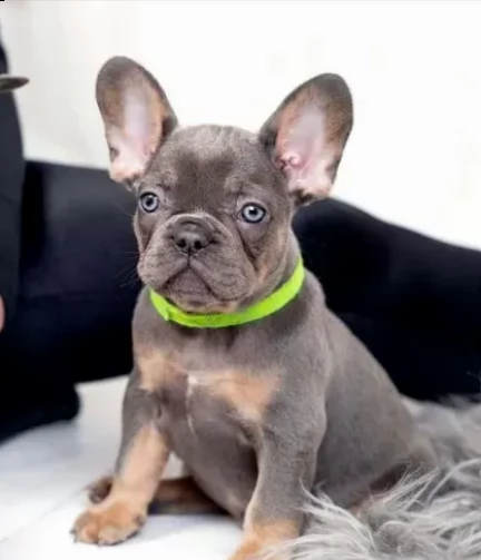 adozione cuccioli bouledogue francesi