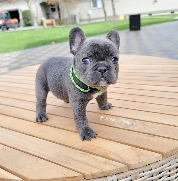 regalo bulldog francese maschio e femmina