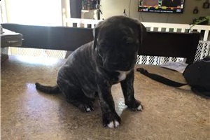 regalo pitbul maschile e femminile