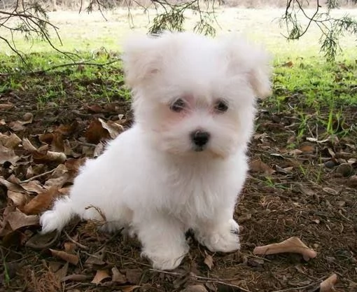  regalo maltese