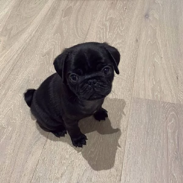 carlini maschio e femmina  | Foto 0