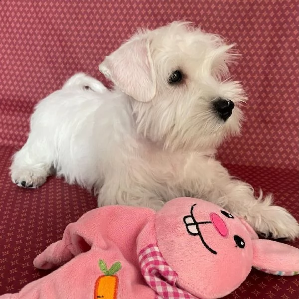 fantastico cucciolo di schnauzer da regalare 