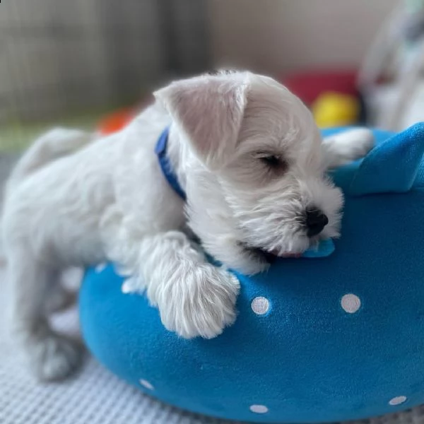 regalo schnauzer cucciolo in adozione