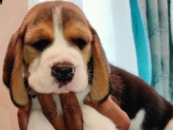 regalo beagle | Foto 0
