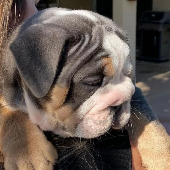  regalo bulldog