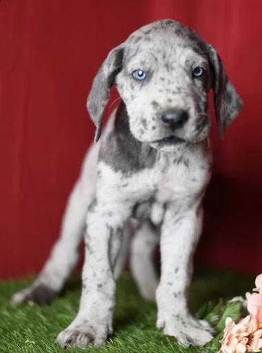 cuccioli di razza alano | Foto 0