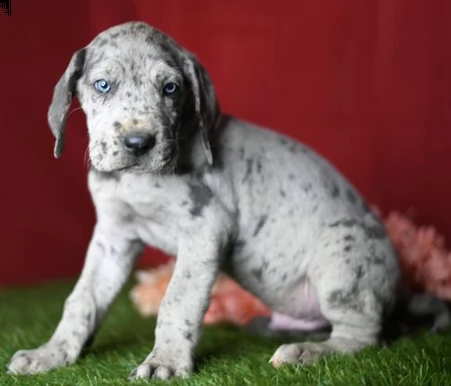 cuccioli di razza alano