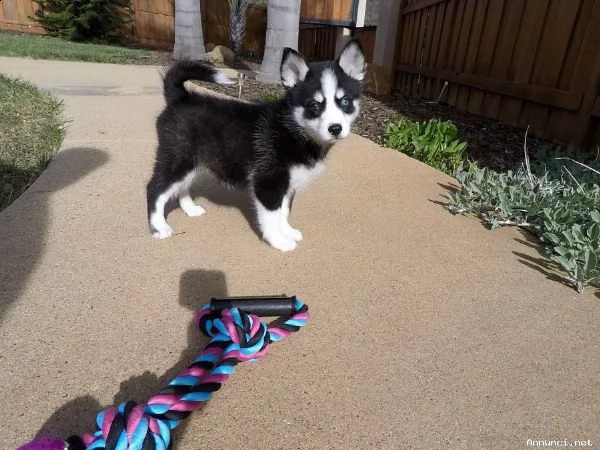 vendita cucciolo bellissimi cuccioli di husky siberiano 