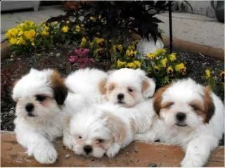  regalo bellissimi cuccioli allevati shih-tzu, colore bianco e nero. due e una feminuccia maschietti