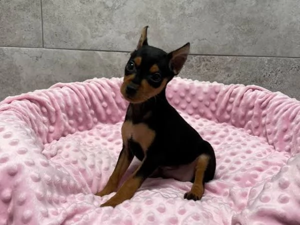   regalo cuccioli di pinscher