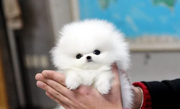 bellissimi cuccioli di pomerania disponibili in adozione