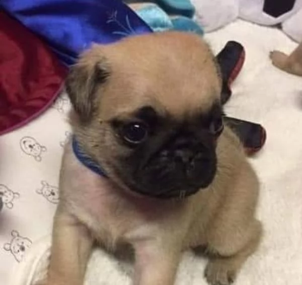 regalo carlino