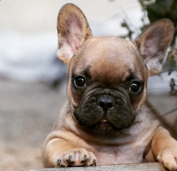 regalo bouledogue francese