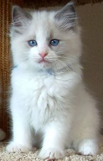 bellissima cucciolata ragdoll