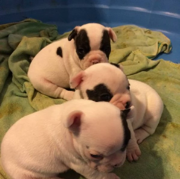 cuccioli di bulldog francese