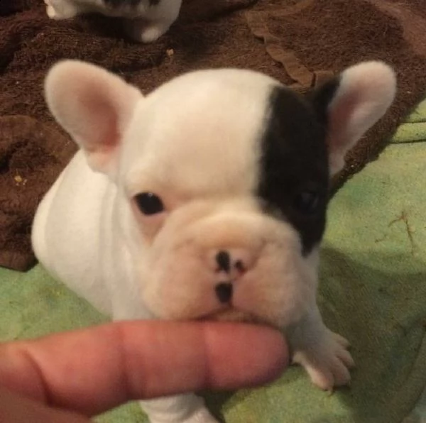 bulldog francese disponibile | Foto 0