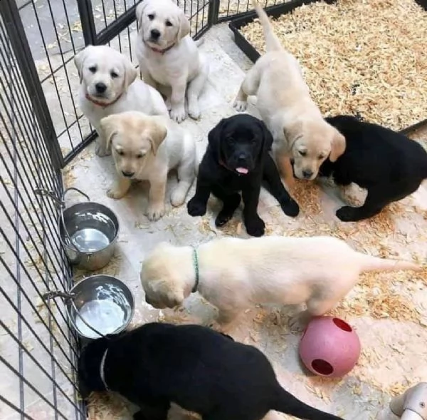 cuccioli di labrador retriever addestrati a casa