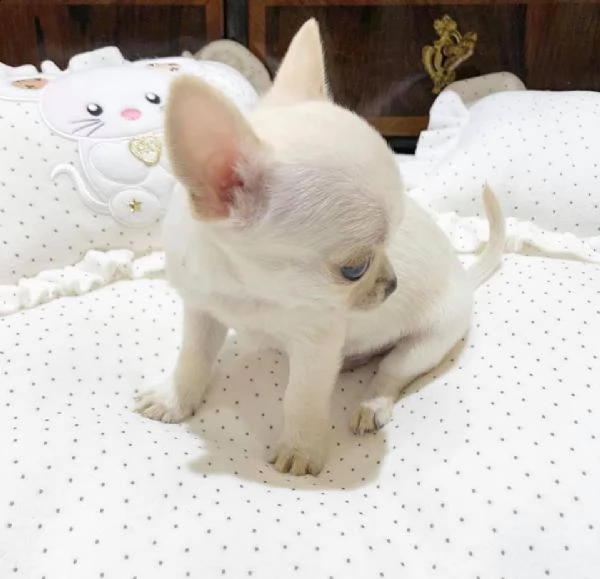 bellissimi cuccioli di chihuahua da reinserire in casa