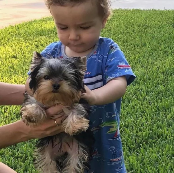 adorabili cuccioli di yorkshire terrier maschio e femmina