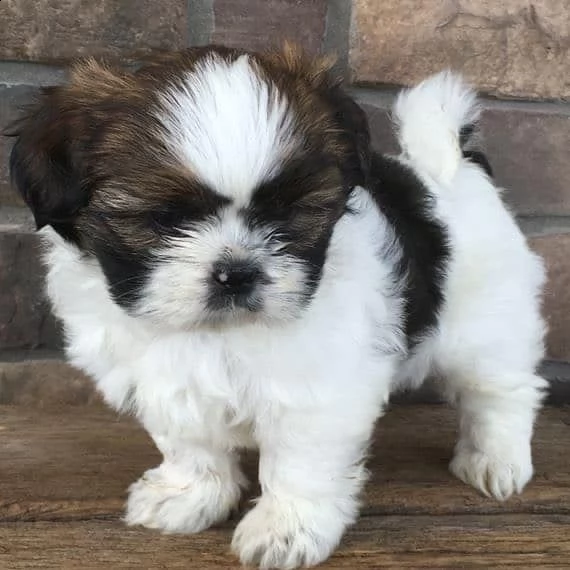 adorabili cuccioli di shih tzu maschi e femmine